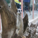 Aleksandr The Meerkat